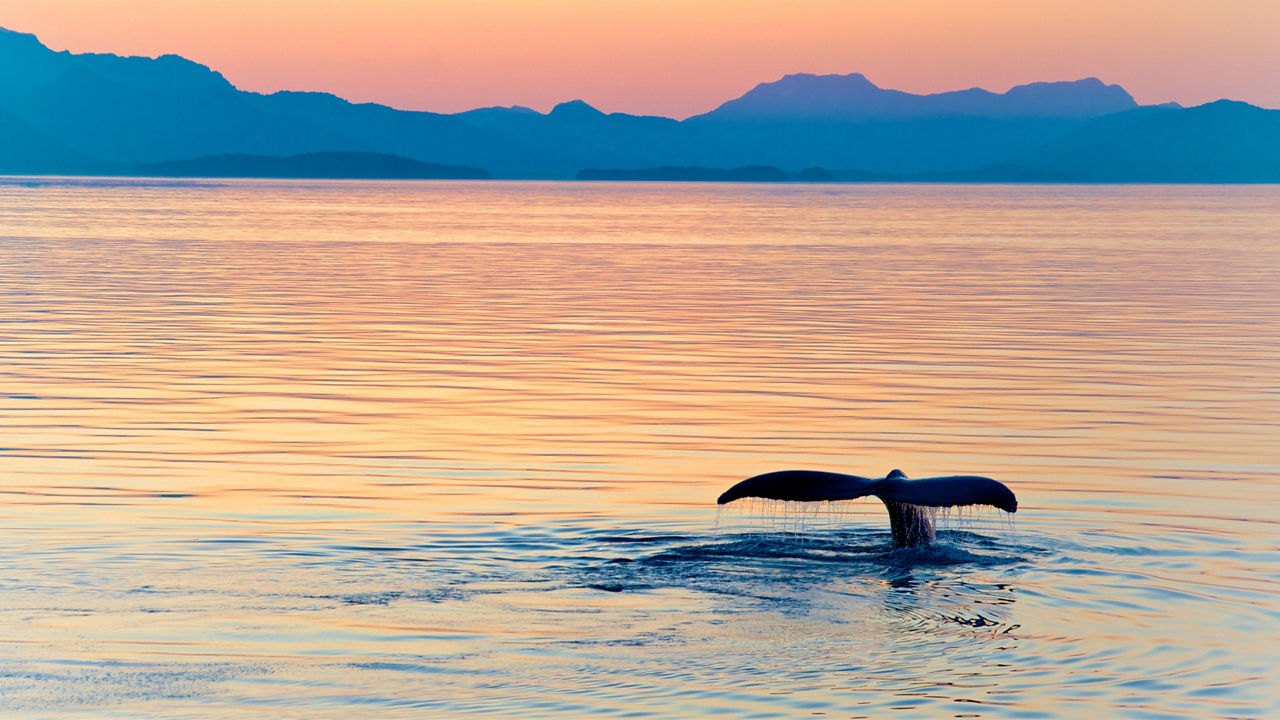 whale in alaska inside passage 3840x2160