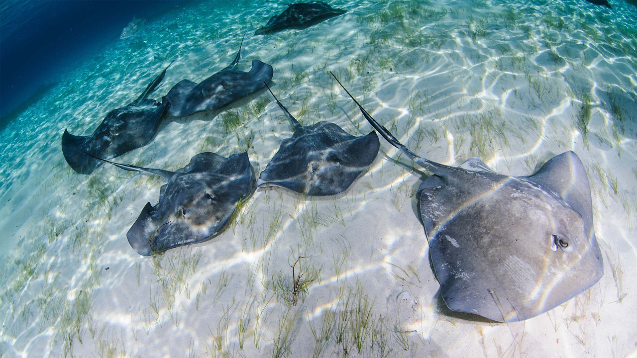 stingrays in bimini 2560x1440