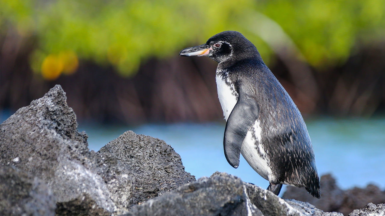 galapagos penguin on rock 2560x1440