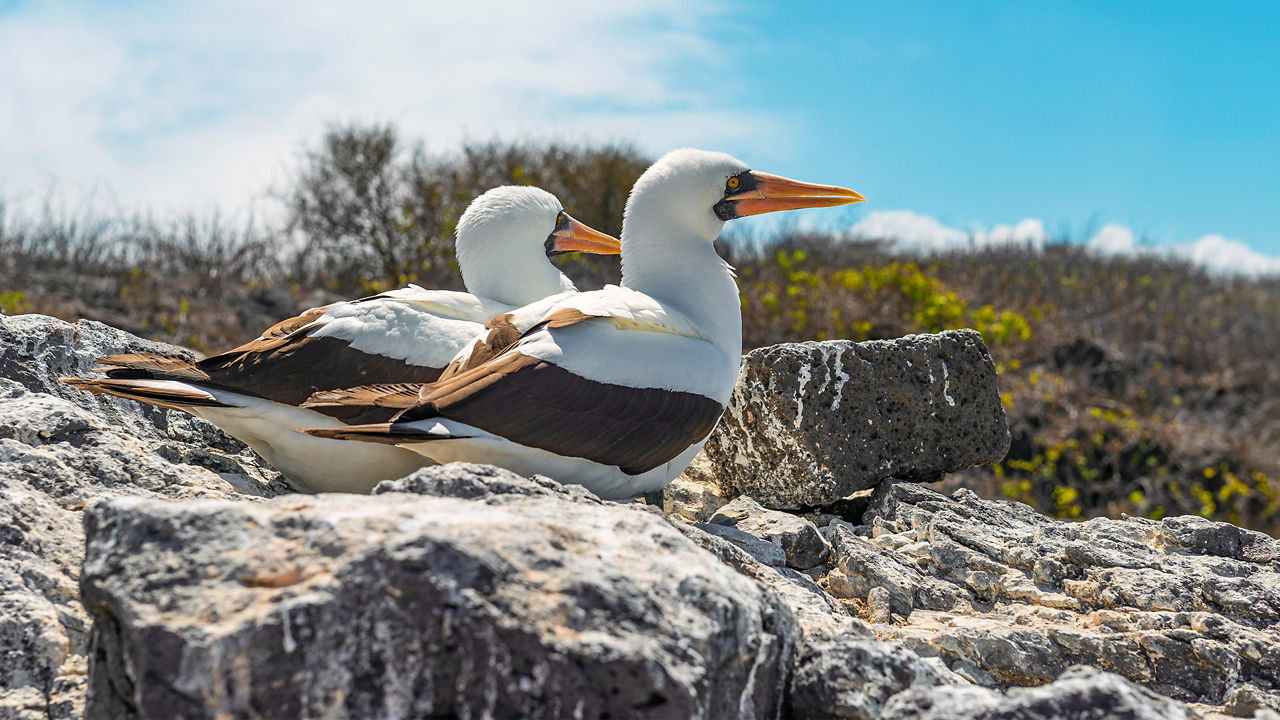 nazca boobies in punta pitt galapagos 2560x1440