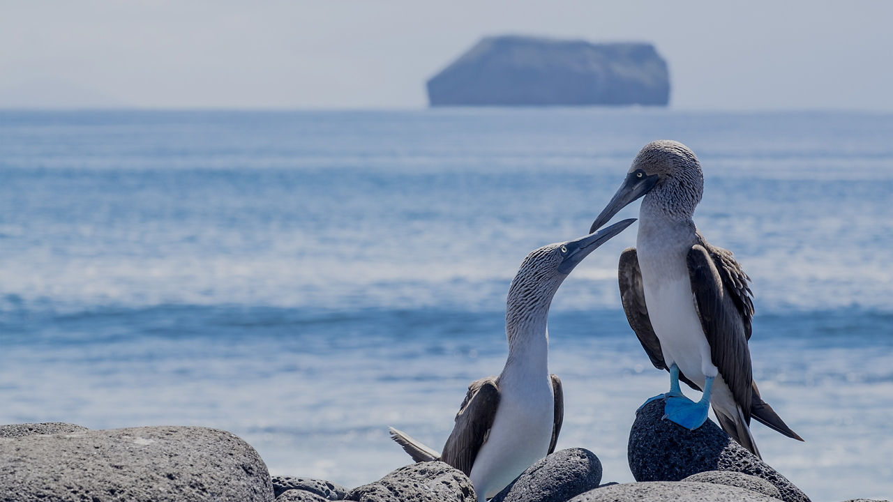 blue footed boobys on rocks 80 opacity 2560x1440