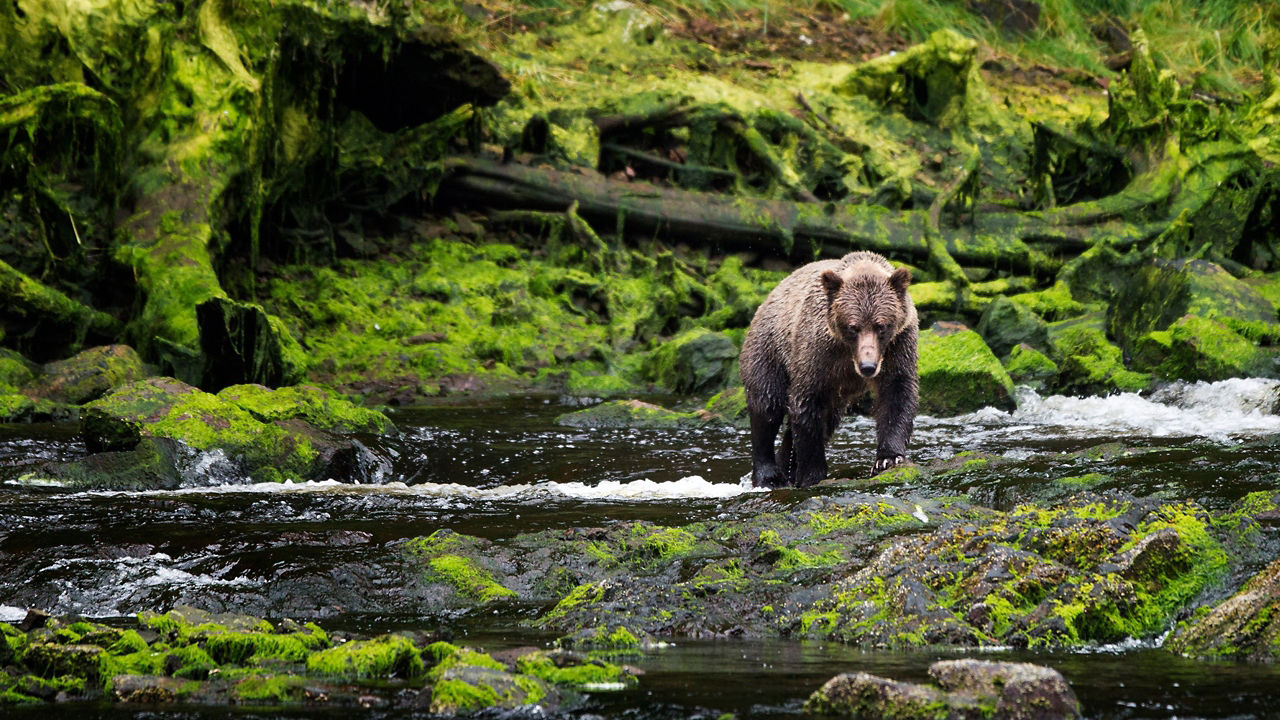Alaska Wildlife Encounter Cruisetour (Pre Tour)