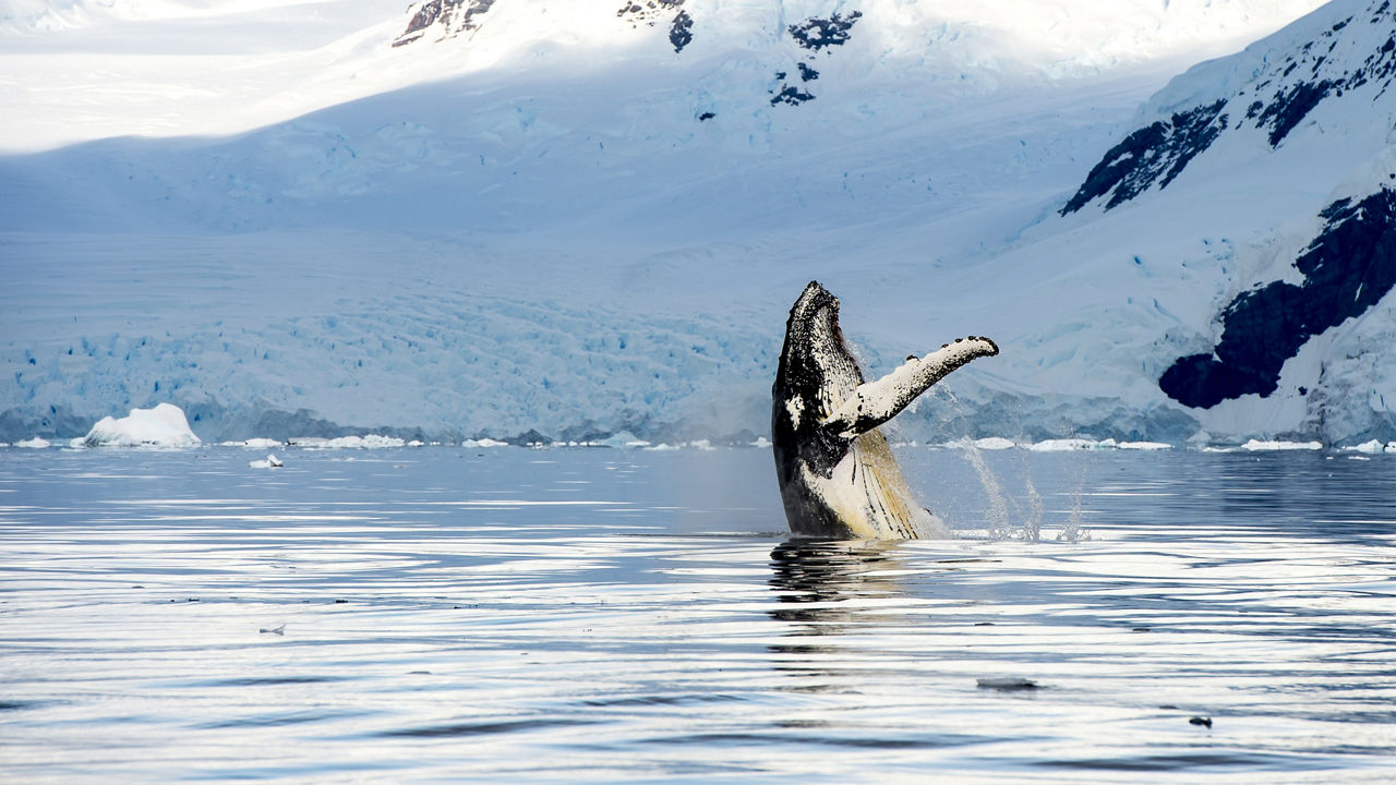 Homer Discovery And Heartland Wildlife Cruisetour (Post Tour)
