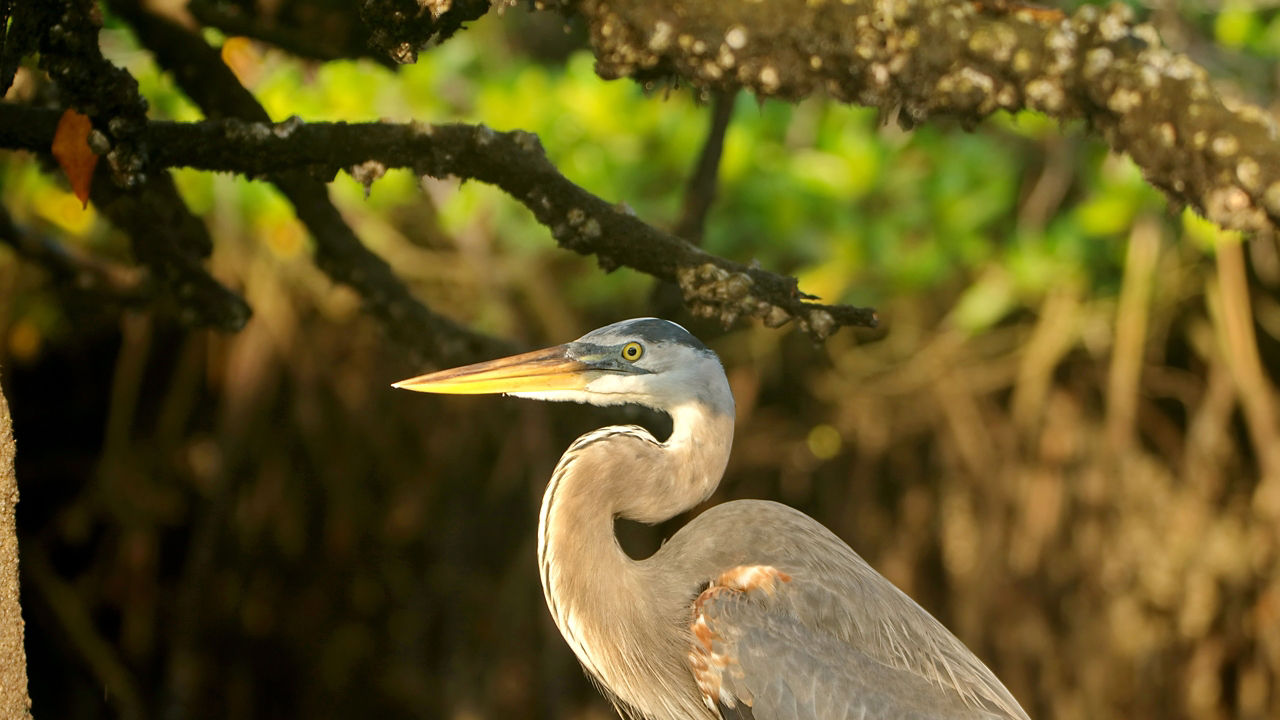 CELEBRITY FLORA - Galapagos Outer Loop