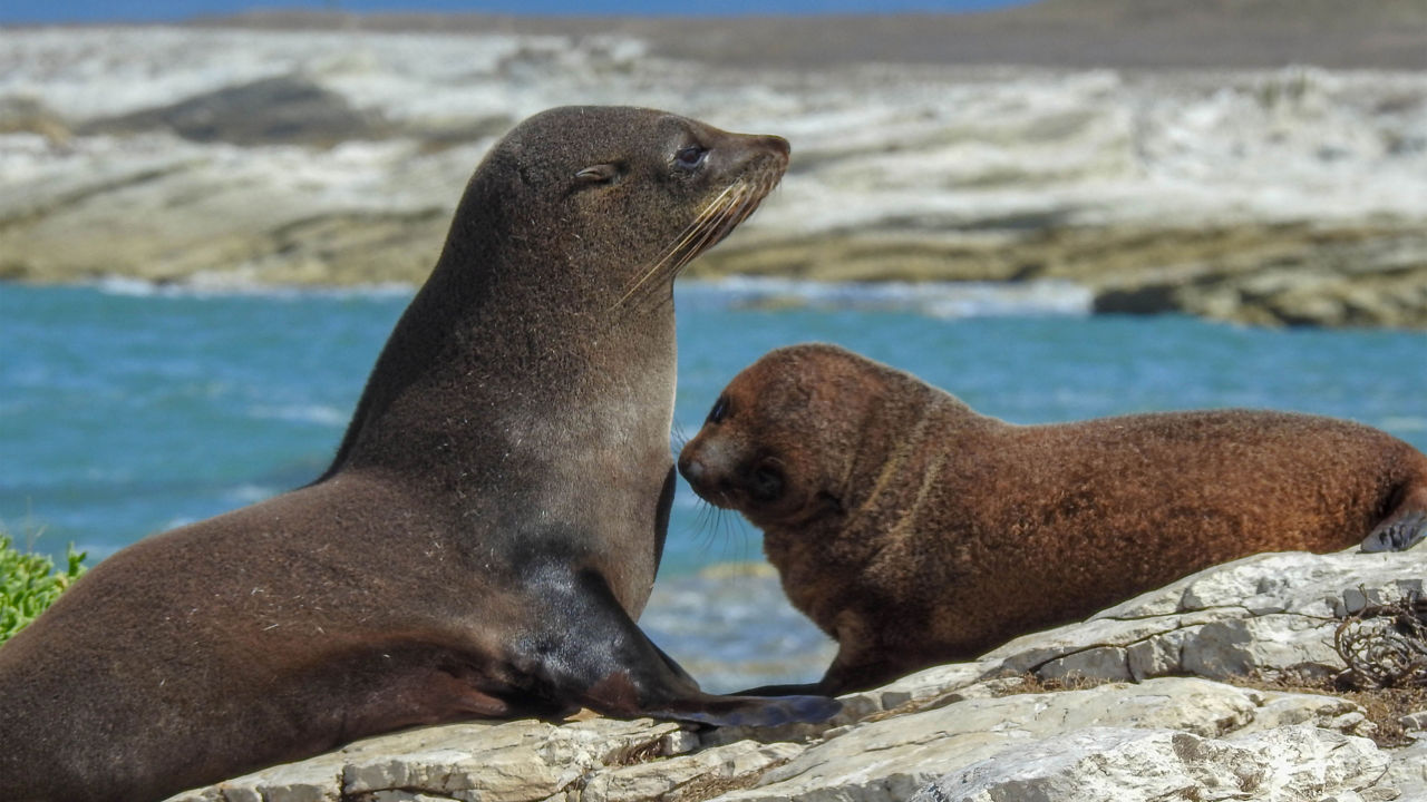 fur seals picton new zealand 3840x2160
