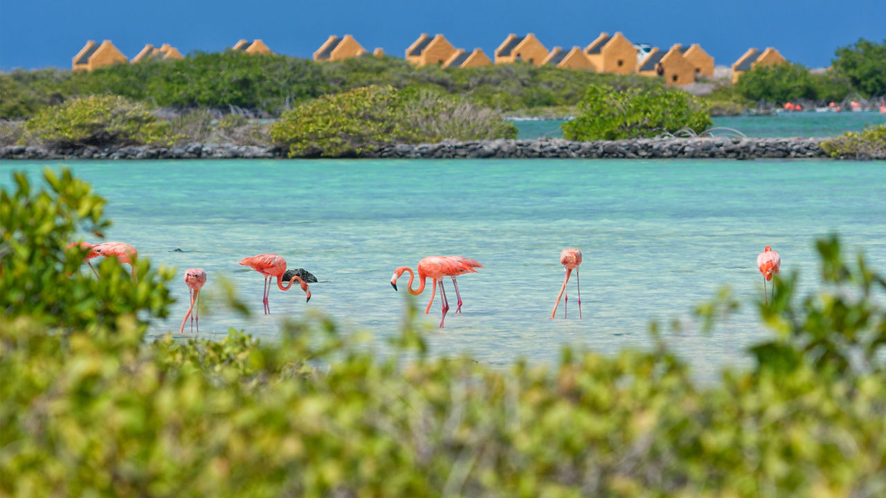 CELEBRITY BEYOND - Aruba, Bonaire & Curacao