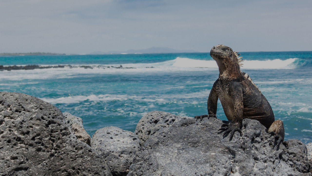 marine iguana on rock galapagos 70 opacity