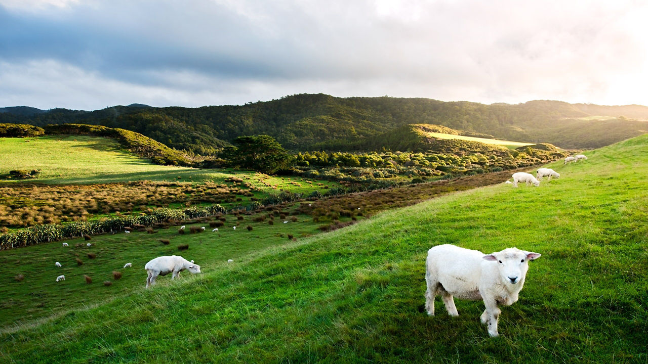 CELEBRITY SOLSTICE - Best of New Zealand