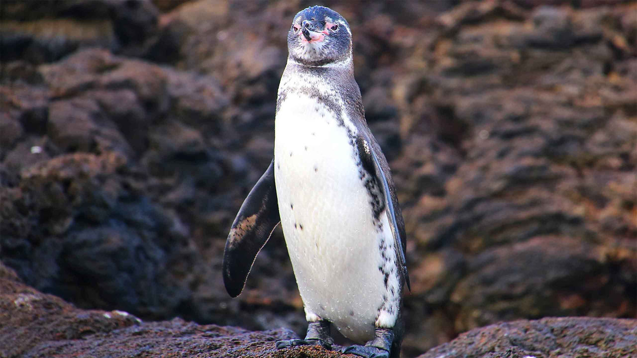 penguin bartolome island 2560x1440