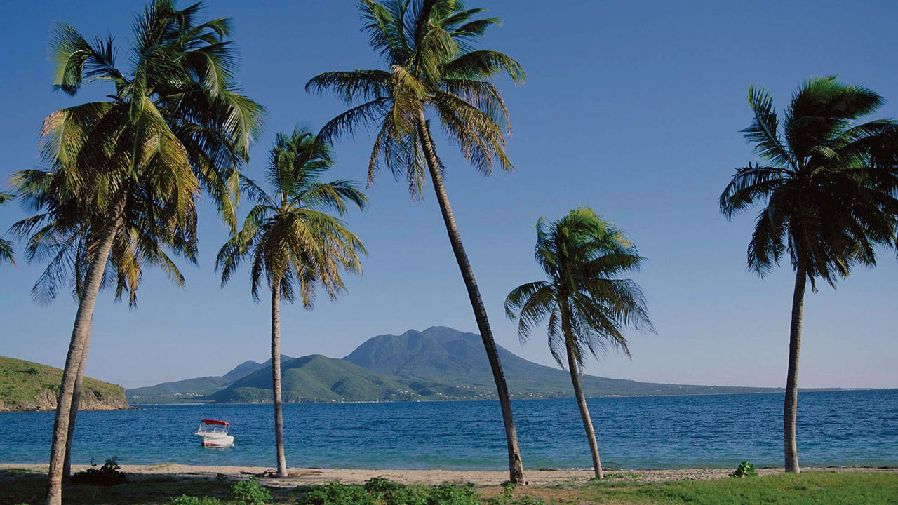 palm trees basseterre st kitts 2560x1440