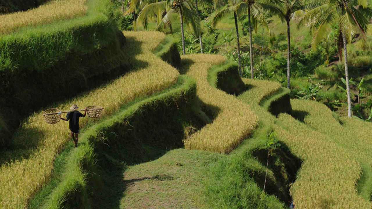 rice terraces benoa bali 2560x1440