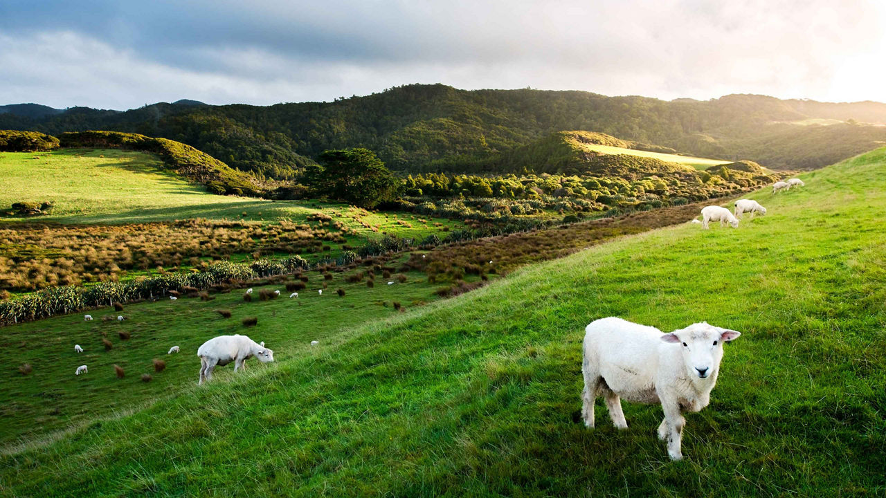 sheep christchurch 3840x2160
