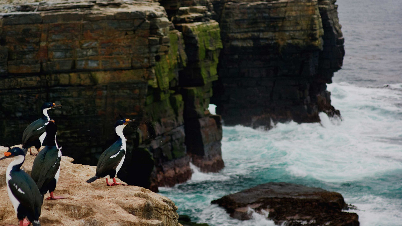birds at cormorant point 3840x2160