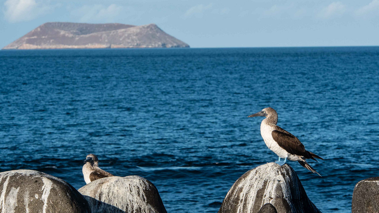 birds at daphne major 3840x2160
