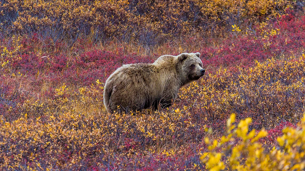 Alaska Wildlife Encounter Cruisetour (Post Tour)