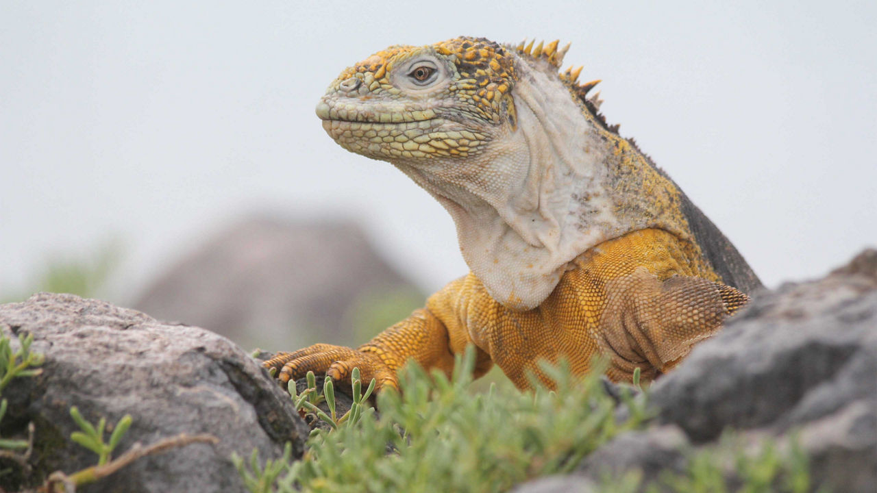 wildlife dragon hill 3840x2160