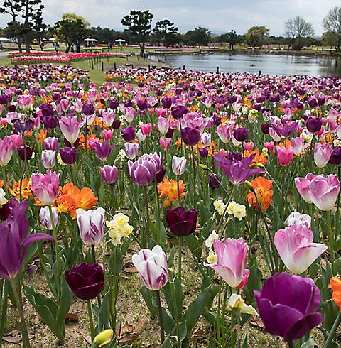 field of flowers fukuoka japan 3840x2160