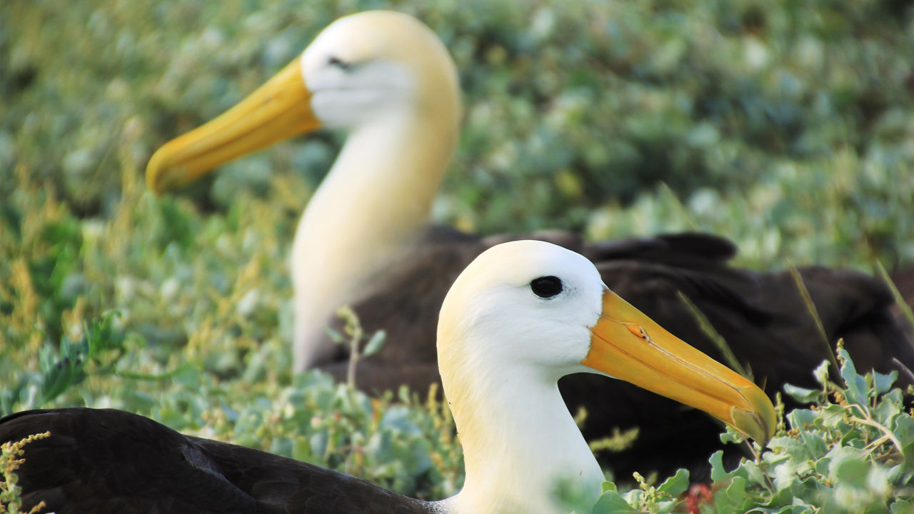 Galapagos Suarez Point Espanola Island wildlife 3820x2160