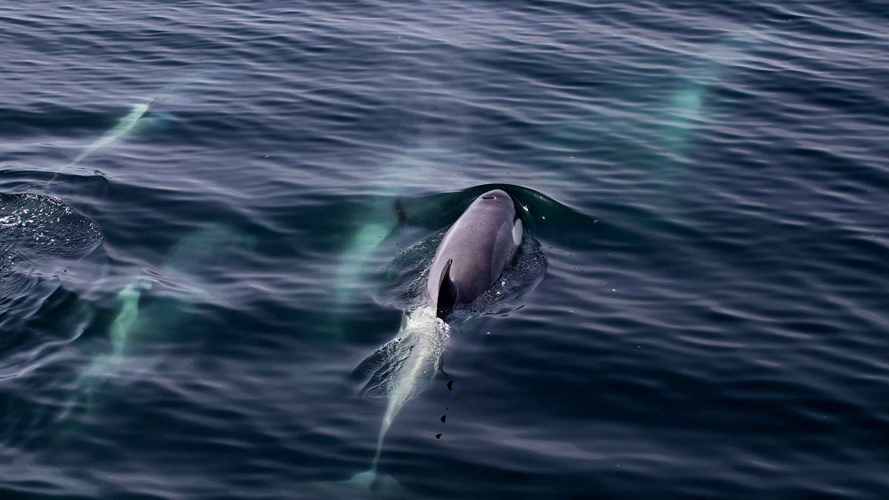 Killer Whales swimming in the ocean 2560x1440