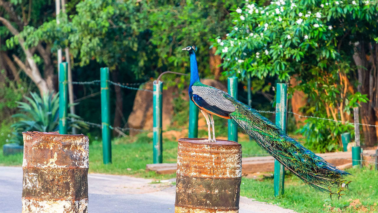 hambantota yala national park 2560x1440