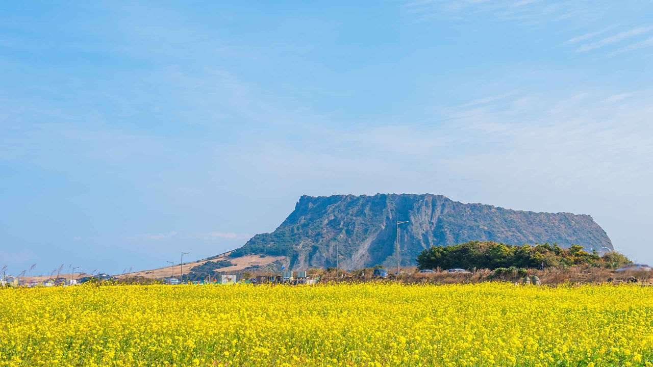 jeju island south korea green fields 2560x1440