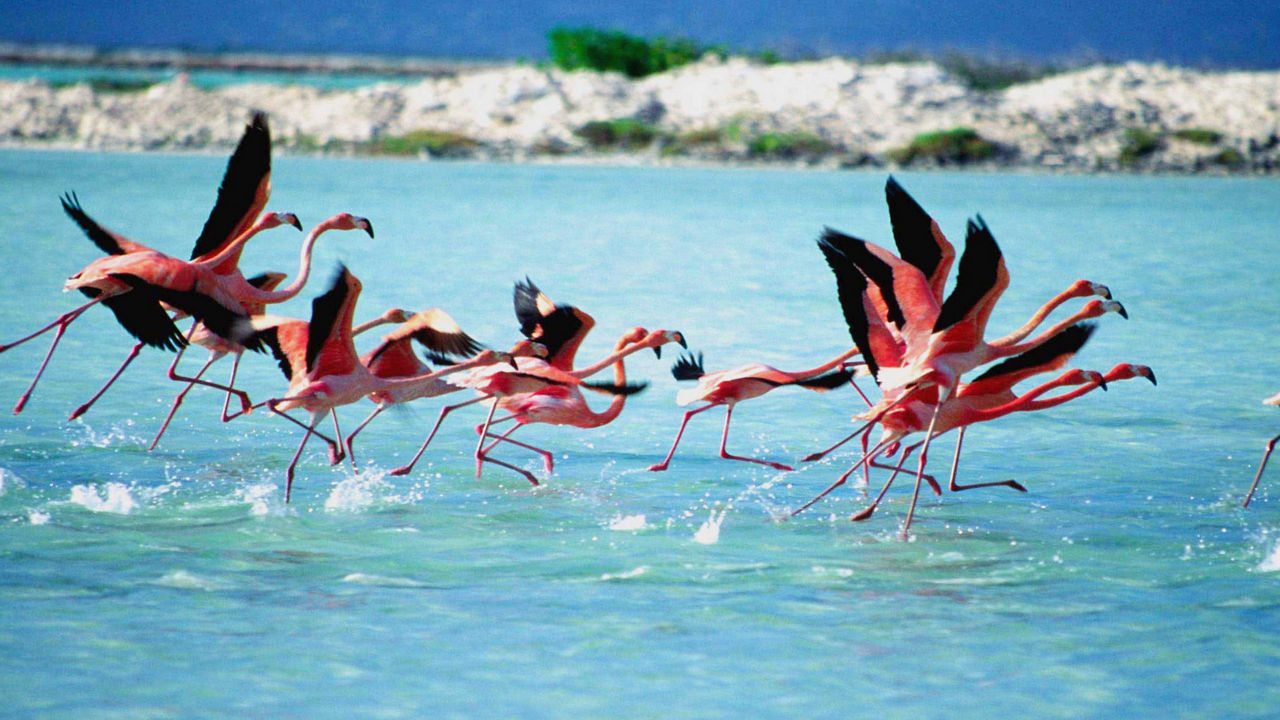 flamingoes karlendijk bonaire 3840x2160