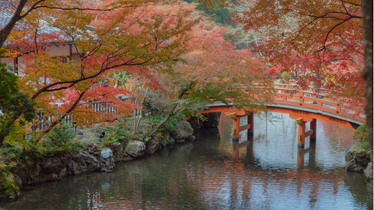 sakura kyoto japan 3840x2160