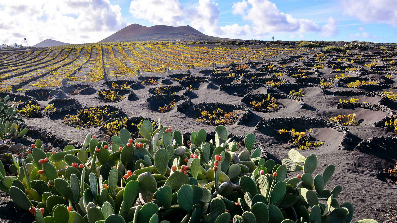 Vineyard in La Geria 3840x2160