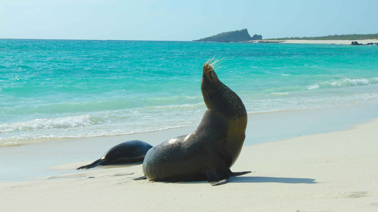 sea lion las bachas santa cruz 3840x2160