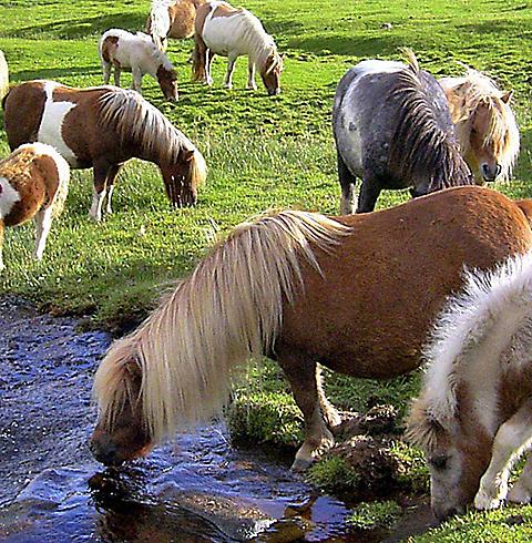 ponies lerwick scotland 3840x2160