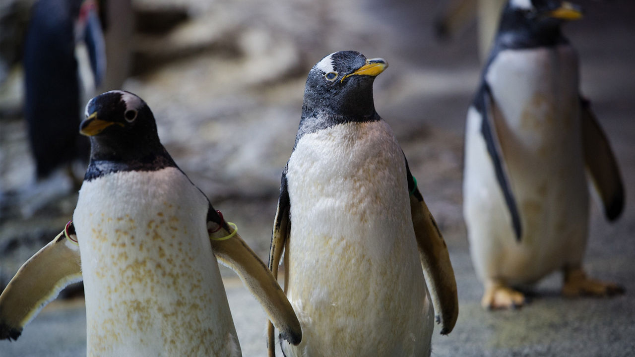penguins nagasaki japan cta 3840x2160