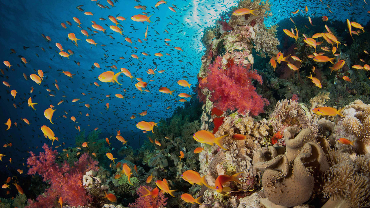 colorful reef nassau bahamas 3840x2160 opacity