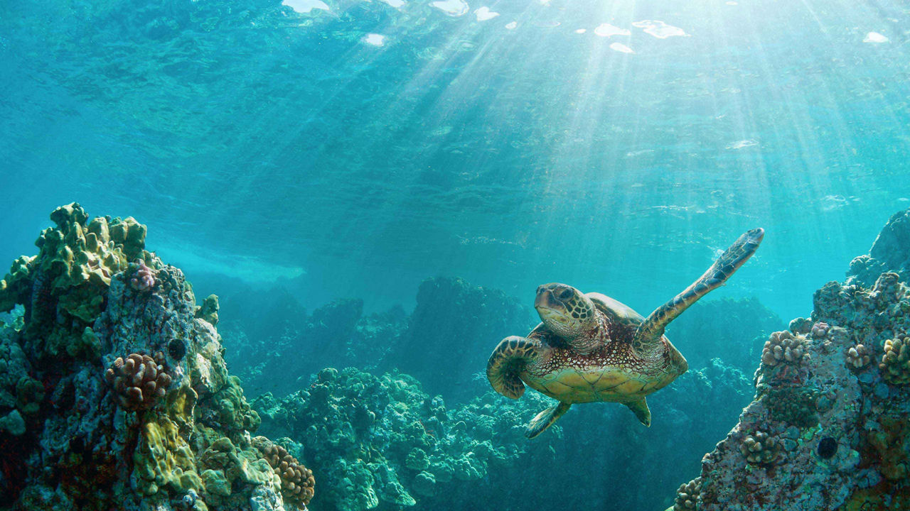 turtle nassau bahamas 3840x2160