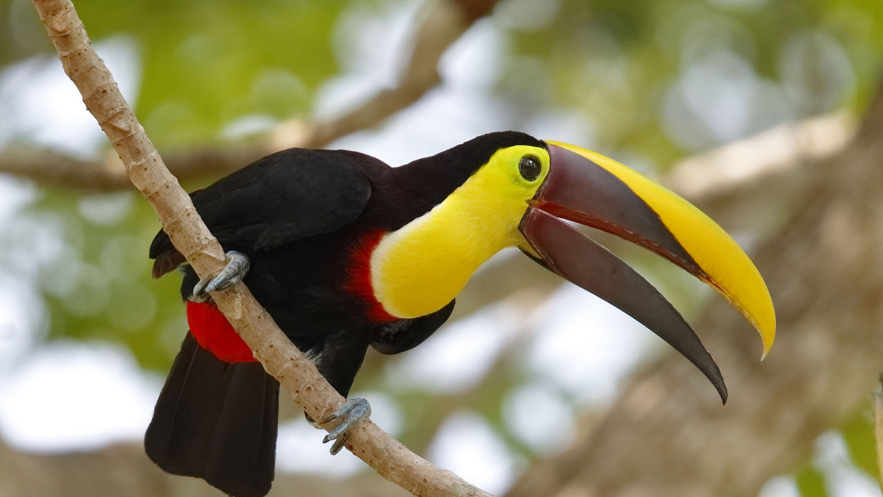 toucan bird colon panama