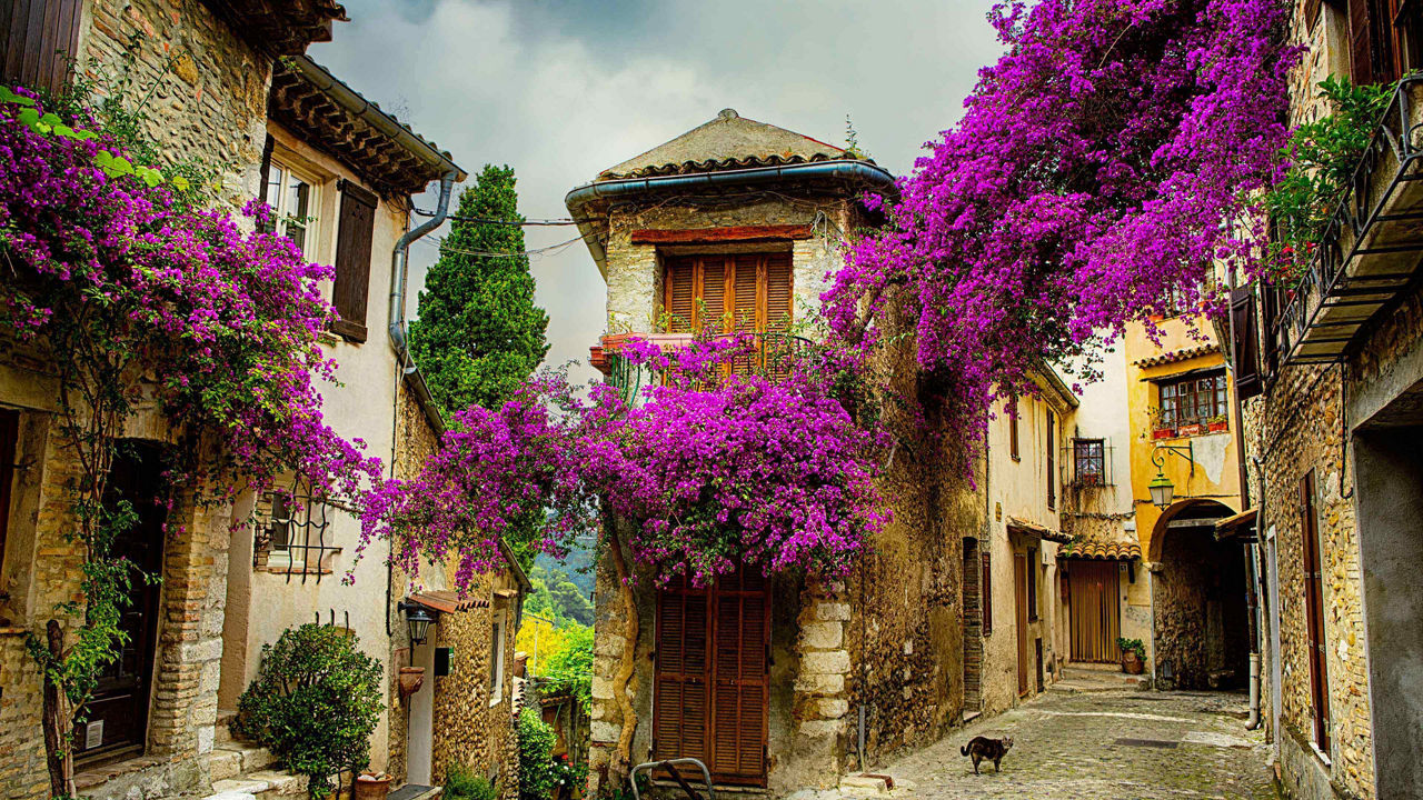 provence lavender 2 3840x2160