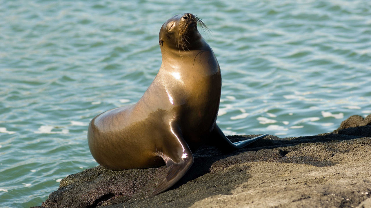 sea lion puerto baquerizo moreno san cristobal island 3840x2160