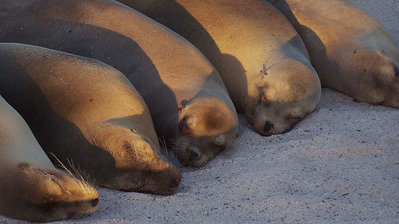 seals puerto baquerizo moreno island san cristobal 2560x1440