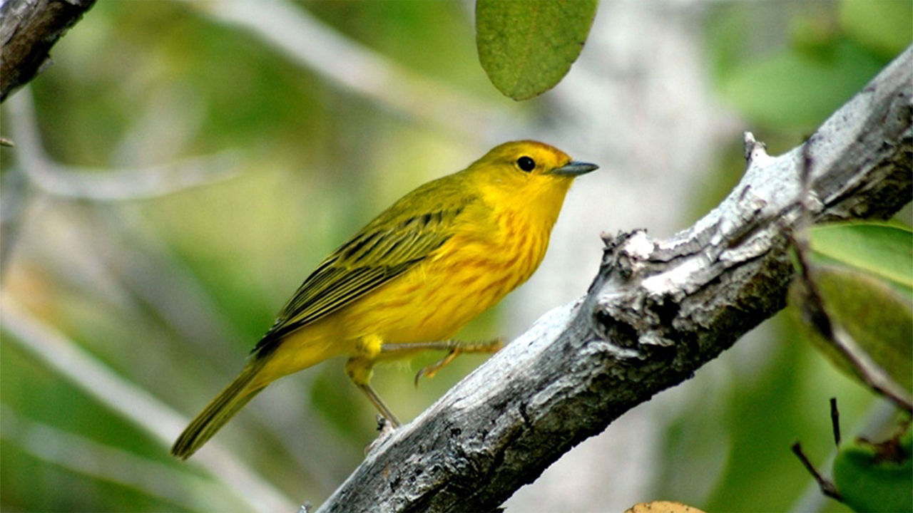 yellow warbler Galapagos Puerto Baquerizo Moreno San Cristobal Island 2560x1440