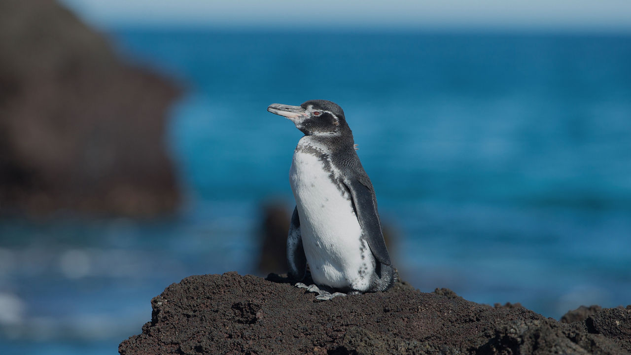 penguin in puerto madryn argentina 3840x2160