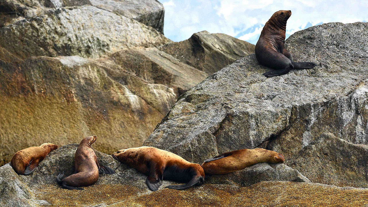 seals on a rock seward alaska 2560x1440
