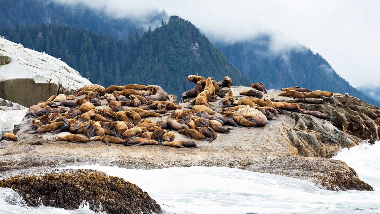 sea lions lounging on rock sitka alaska 2560x1440