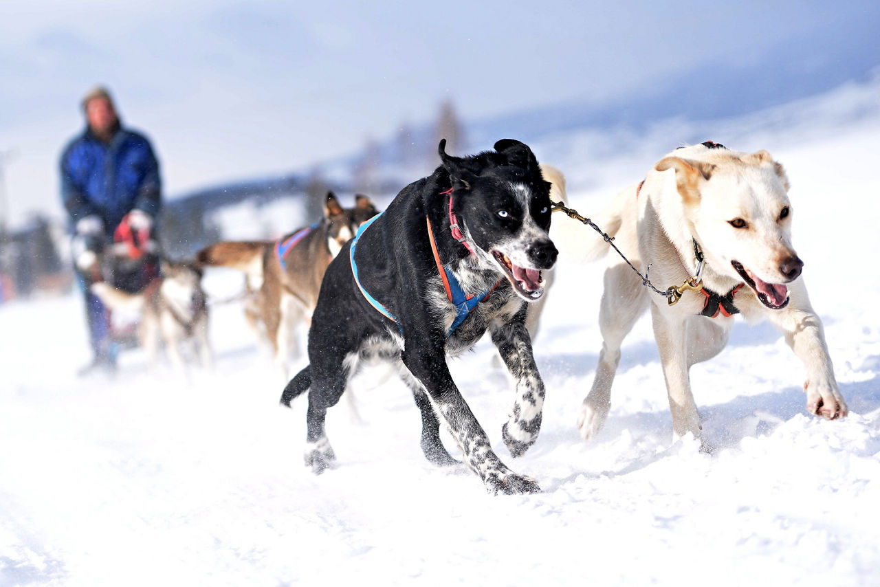 sled dogs running across the snow alaska