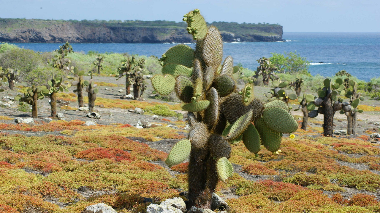 cactus tree south plaza santa cruz island 3840x2160