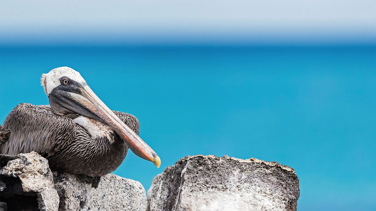 galapagos pelican south plaza santa cruz island 2560x1440
