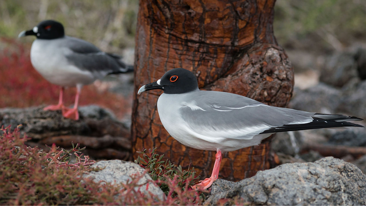 swallow tailed gulls south plaza galapagos 2560x1440