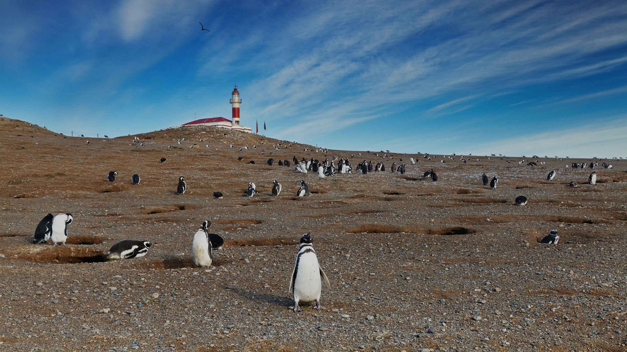 strait of magellan penguins chile 3840x2160