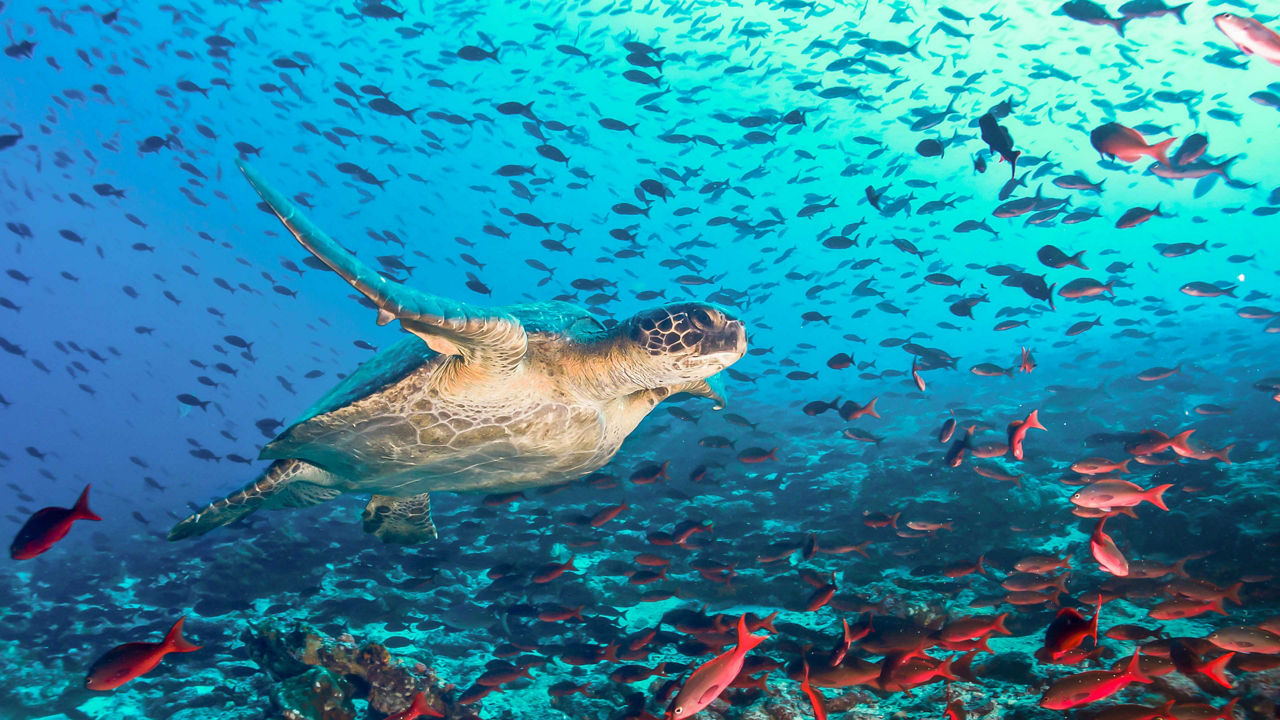 turtle sullivan bay galapagos 3840x2160