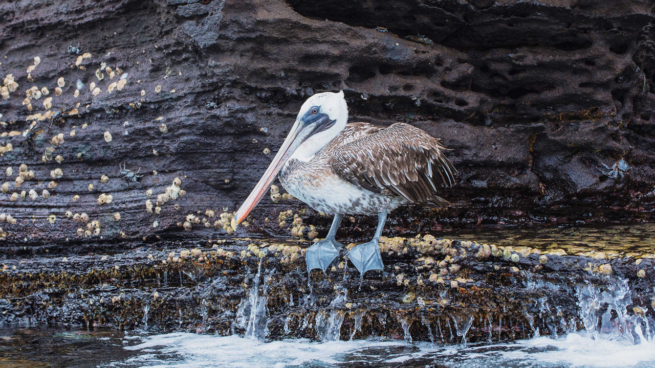 tagus cove isabella pelican 3840x2160