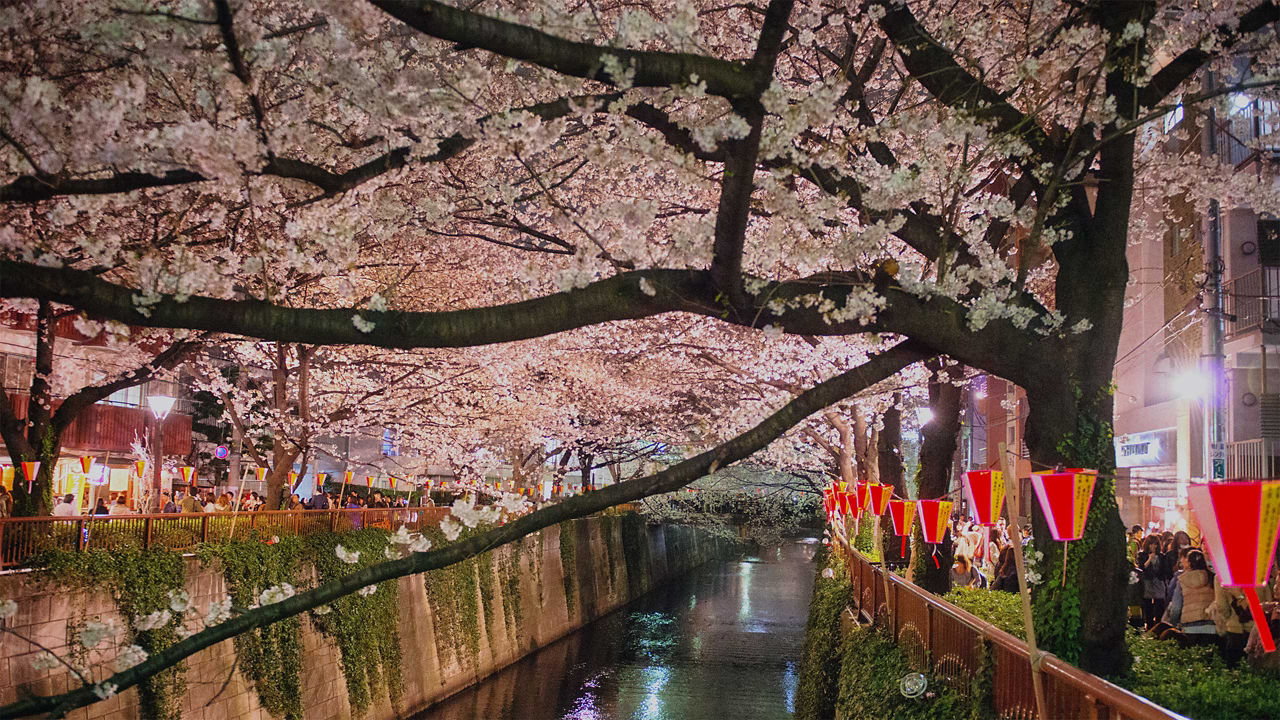 sakura canal tokyo japan 2560x1440