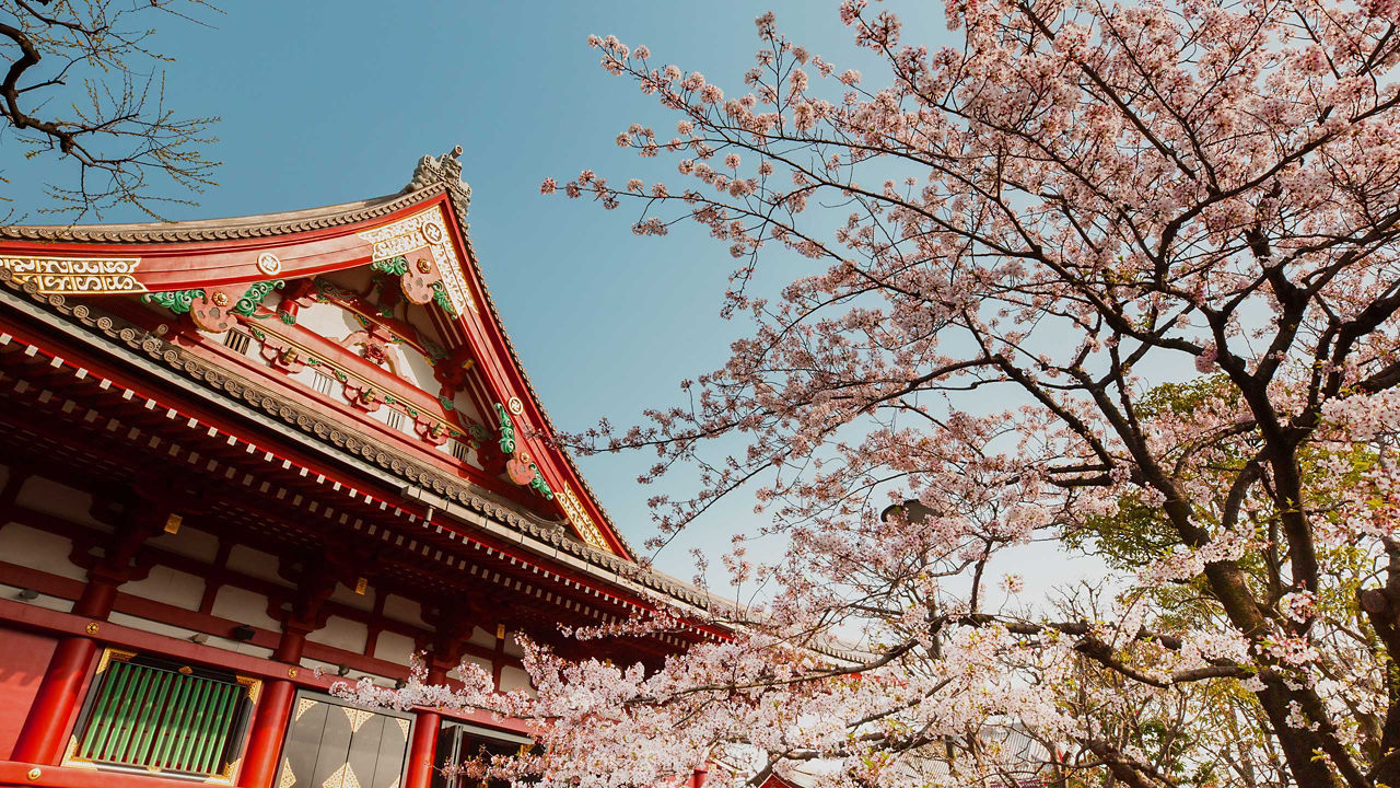 tokyo yokohama temple cherry blossom 2560x1440